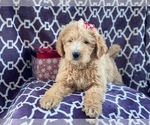 Small #7 Labradoodle