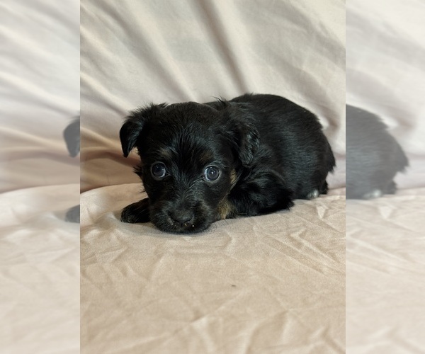 Medium Photo #4 Corgipoo Puppy For Sale in LONGMONT, CO, USA