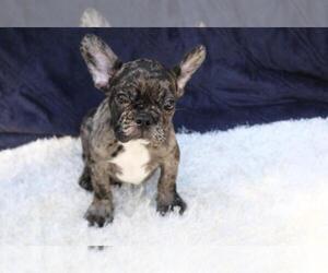 Medium French Bulldog