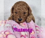 Puppy Nutmeg Poodle (Toy)