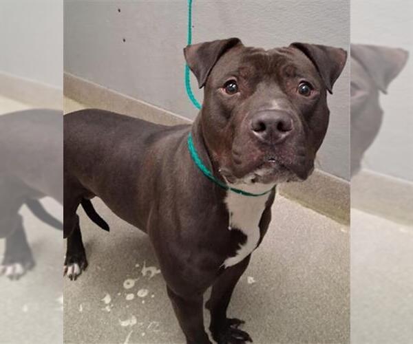 Medium Photo #1 Mutt Puppy For Sale in Las Vegas, NV, USA