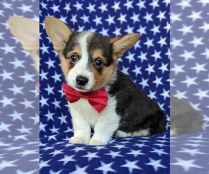 Pembroke Welsh Corgi Puppy for sale in QUARRYVILLE, PA, USA