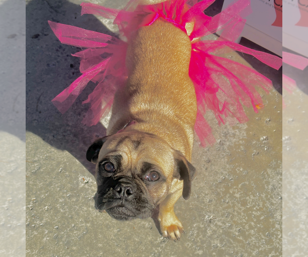 Medium Photo #1 Pug Puppy For Sale in Newport Beach, CA, USA