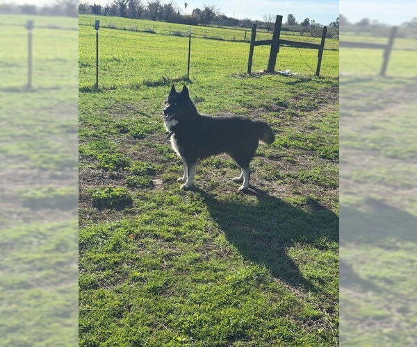 Medium Photo #3 Gerberian Shepsky Puppy For Sale in Woodland, CA, USA