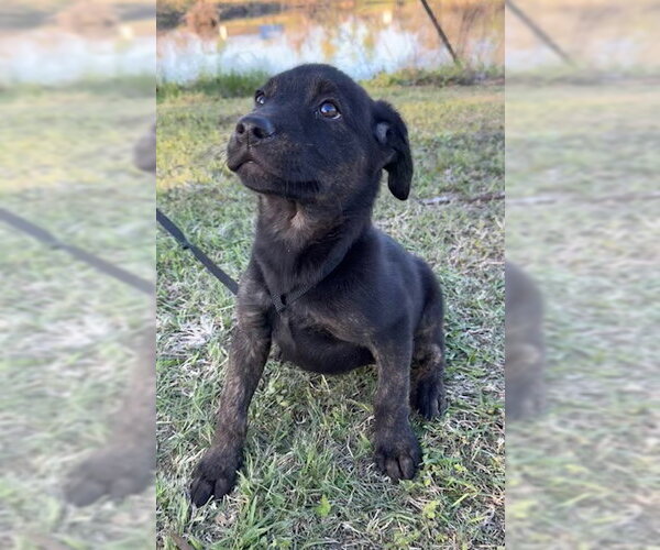 Medium Photo #1 Mutt Puppy For Sale in Tarrytown, GA, USA