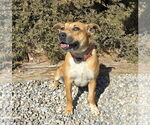 Small #3 American Staffordshire Terrier Mix