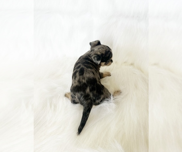 Medium Photo #5 Chihuahua Puppy For Sale in SACRAMENTO, CA, USA