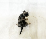 Small #4 Chihuahua