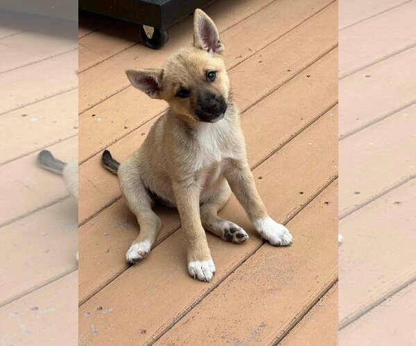 Medium Photo #9 Mutt Puppy For Sale in Littleton, CO, USA