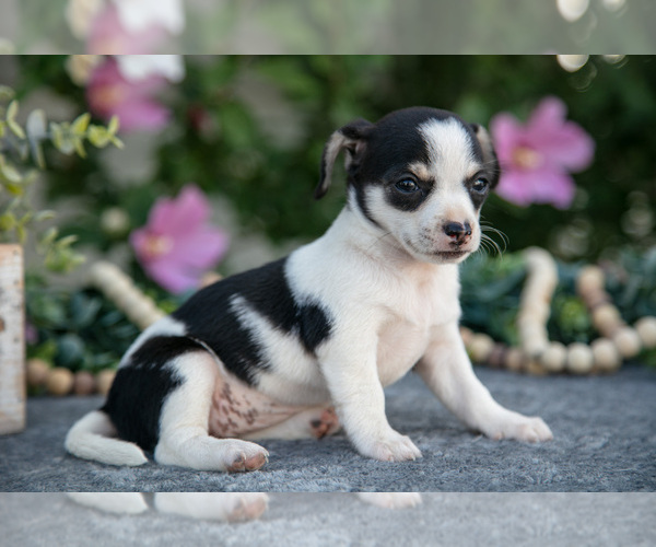 Medium Photo #3 Chihuahua Puppy For Sale in MONROE, IN, USA