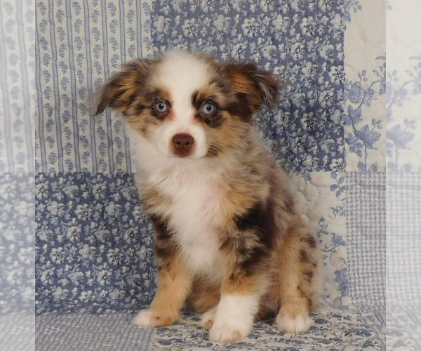 Medium Photo #5 Miniature Australian Shepherd Puppy For Sale in HARRISON, OH, USA