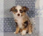 Small #4 Miniature Australian Shepherd