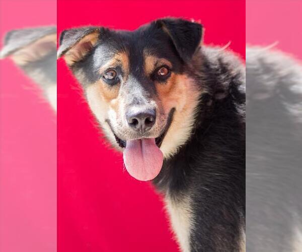 Medium Photo #1 German Shepherd Dog-Unknown Mix Puppy For Sale in Tracy, CA, USA