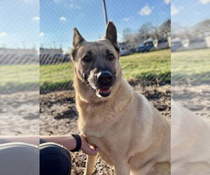 German Shepherd Dog Dogs for adoption in Mt. Airy, MD, USA