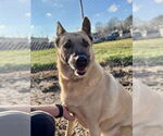 Small German Shepherd Dog