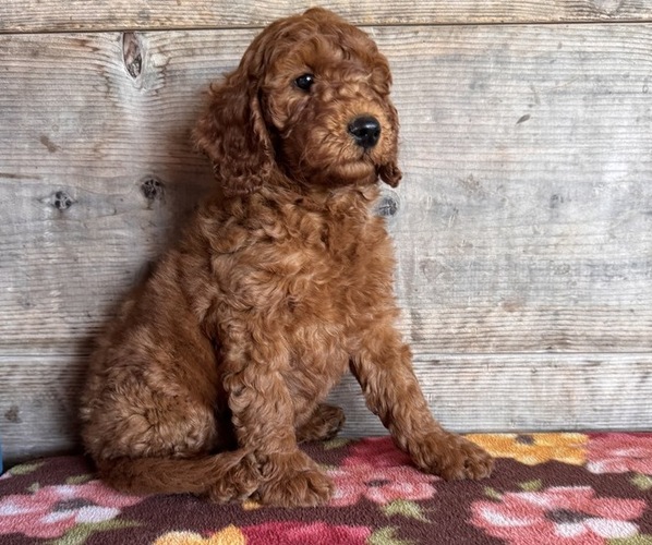 Medium Photo #1 Goldendoodle mix (+ Poodle Miniature) Puppy For Sale in VERMONTVILLE, MI, USA