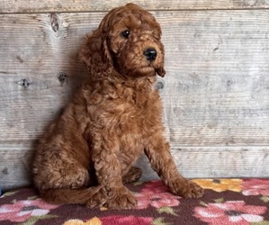 Goldendoodle mix (+ Poodle Miniature) Puppy for sale in VERMONTVILLE, MI, USA