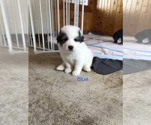 Great Pyrenees Puppy for Sale in DELAWARE, Ohio USA