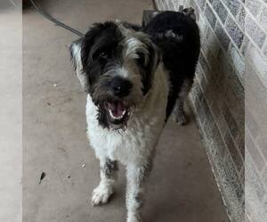 Great Dane-Poodle (Standard) Mix Dogs for adoption in New Oxford , PA, USA