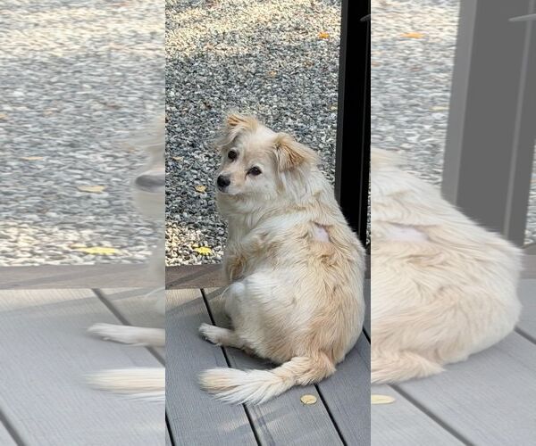 Medium Photo #1 Canadian Eskimo Dog-Pomeranian Mix Puppy For Sale in Anchorage, AK, USA