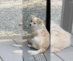 Small Canadian Eskimo Dog-Pomeranian Mix