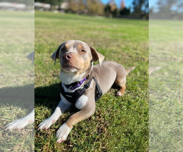 Medium Photo #6 Dachshund-Unknown Mix Puppy For Sale in La Verne, CA, USA
