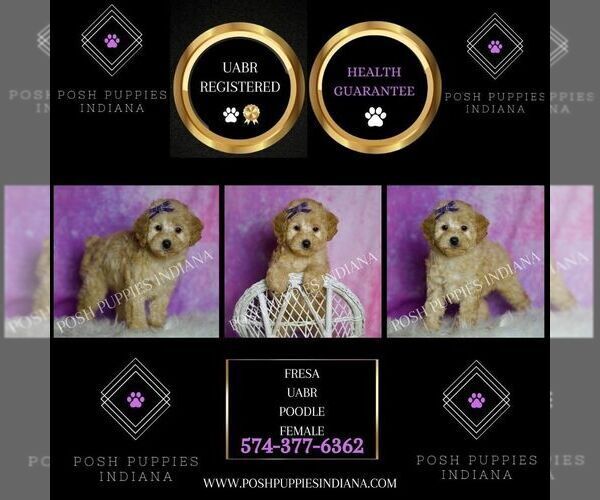 Medium Photo #2 Poodle (Toy) Puppy For Sale in WARSAW, IN, USA