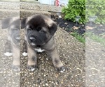 Puppy Puppy 1 Akita