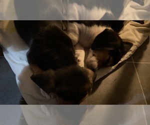 Beagle Puppy for sale in ALEXANDRIA, IN, USA
