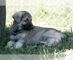 Small Photo #7 German Shepherd Dog Puppy For Sale in PALERMO, CA, USA