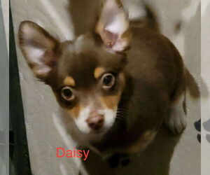 Chihuahua-Unknown Mix Dogs for adoption in Pacolet, SC, USA