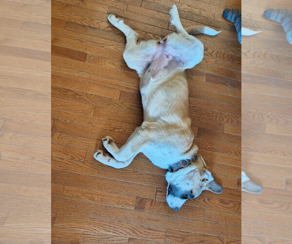 Medium Photo #6 Saint Pyrenees Puppy For Sale in Oro Medonte, Ontario, Canada