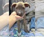 Small #5 Staffordshire Bull Terrier Mix