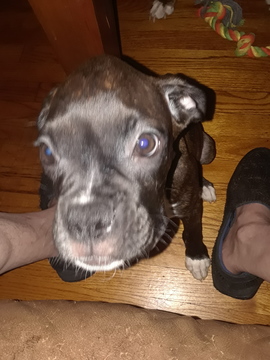 Medium Photo #1 Boxer Puppy For Sale in INDEPENDENCE, MO, USA
