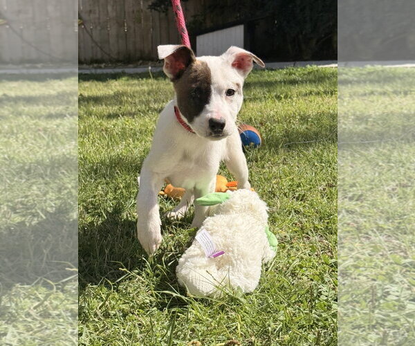Medium Photo #2 Labrador Retriever-Unknown Mix Puppy For Sale in Yardley, PA, USA