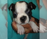 Puppy Robin Boston Terrier