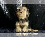 Small Photo #53 Morkie Puppy For Sale in WARSAW, IN, USA