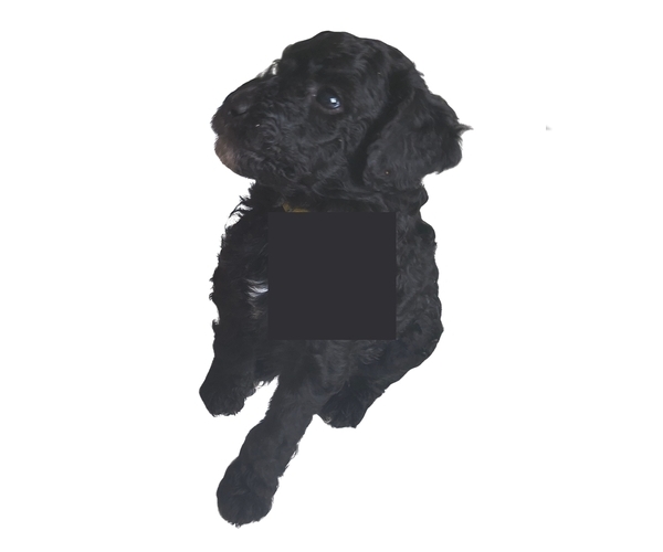 Medium Photo #16 Poodle (Standard) Puppy For Sale in WINCHESTER, TN, USA