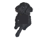Small Photo #16 Poodle (Standard) Puppy For Sale in WINCHESTER, TN, USA
