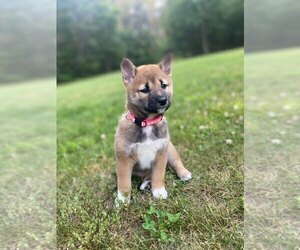 Shiba Inu Puppy for sale in NEWFIELD, NJ, USA
