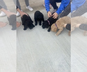 Goldendoodle Puppy for sale in CLAIREMORE, OK, USA