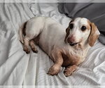 Small Photo #5 Dachshund Puppy For Sale in Taunton, MA, USA