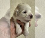 Small #2 Havanese