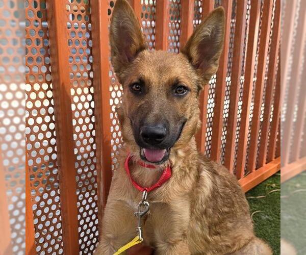 Medium Photo #1 German Shepherd Dog-Unknown Mix Puppy For Sale in Las Vegas, NV, USA