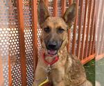 Small German Shepherd Dog Mix