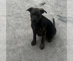Small American Staffordshire Terrier