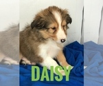 Small Photo #2 Shetland Sheepdog Puppy For Sale in BOWLING GREEN, KY, USA