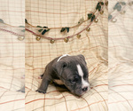 Small Photo #8 American Bully Puppy For Sale in BEDFORD, MA, USA