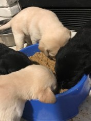 Labrador Retriever Puppy for sale in TROY, OH, USA