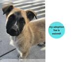 Small #1 Great Pyrenees Mix